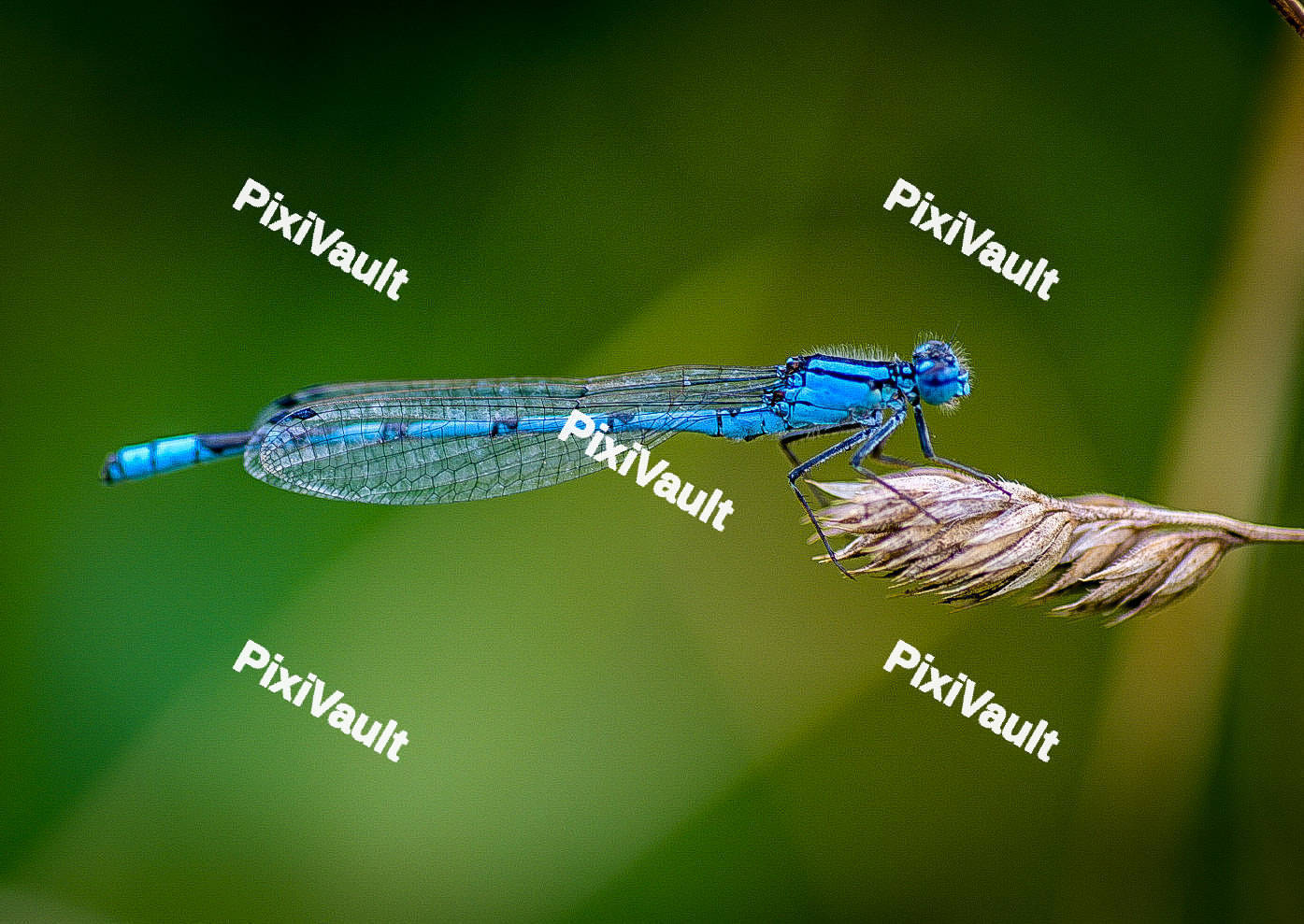 Electric Blue Dragonfly